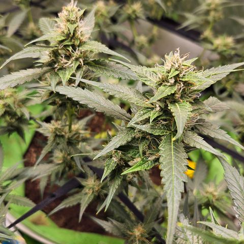 Purple Lemonade Autos growlog timeline photo