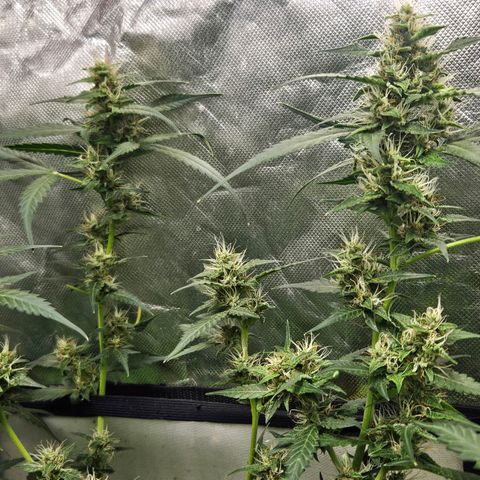 Purple Lemonade Autos growlog timeline photo