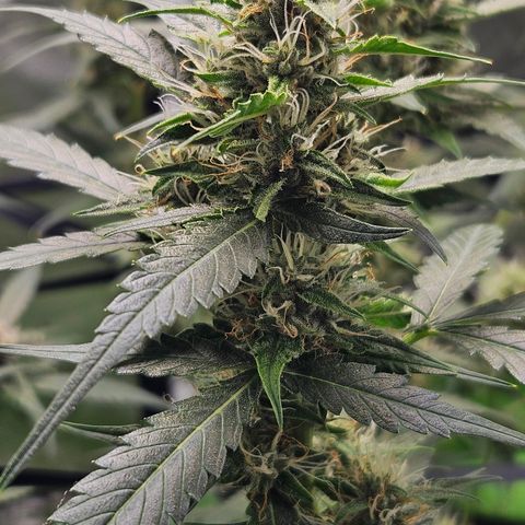 Purple Lemonade Autos growlog timeline photo