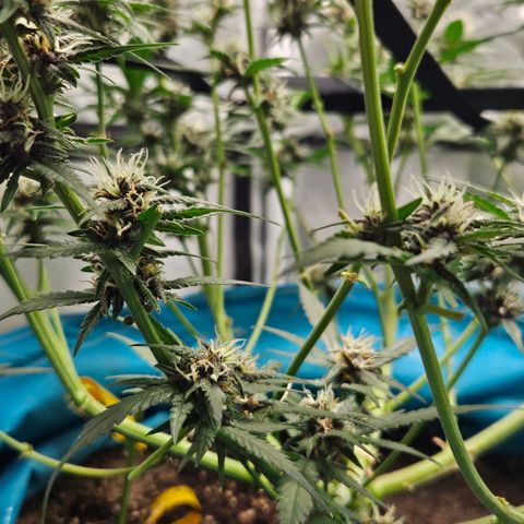 Purple Lemonade Autos growlog timeline photo