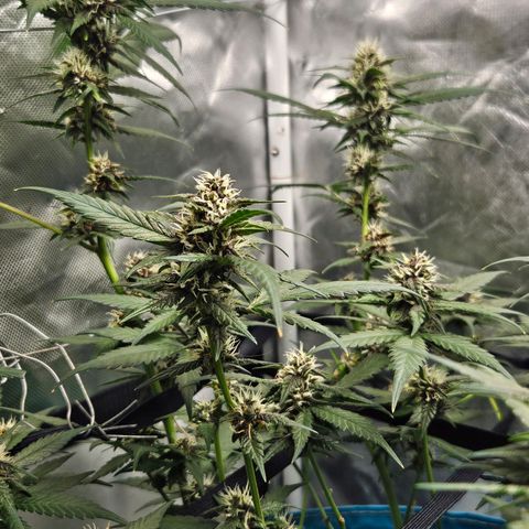 Purple Lemonade Autos growlog timeline photo