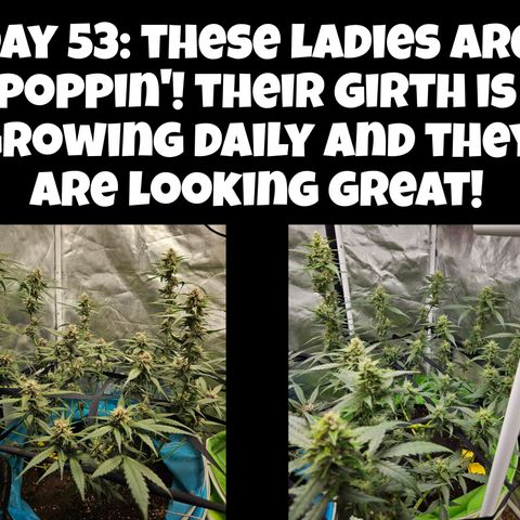Purple Lemonade Autos growlog timeline photo