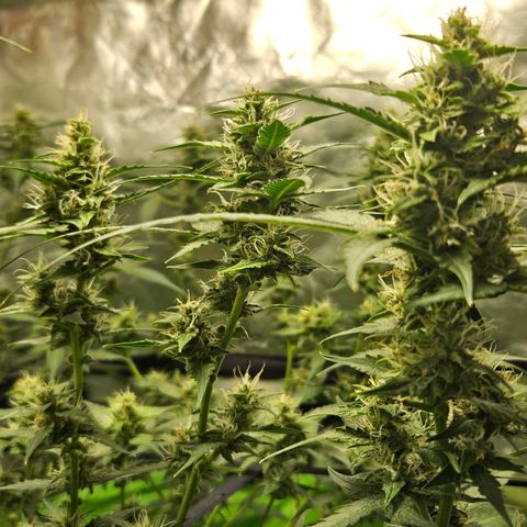 Purple Lemonade Autos growlog timeline photo