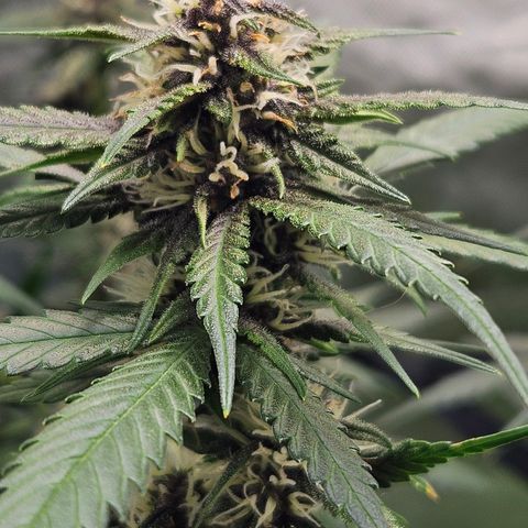 Purple Lemonade Autos growlog timeline photo
