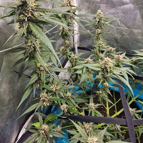 Purple Lemonade Autos growlog timeline photo