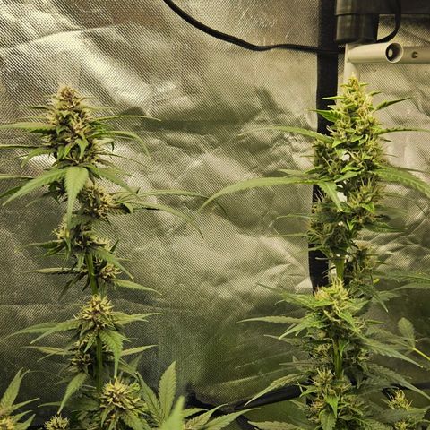 Purple Lemonade Autos growlog timeline photo