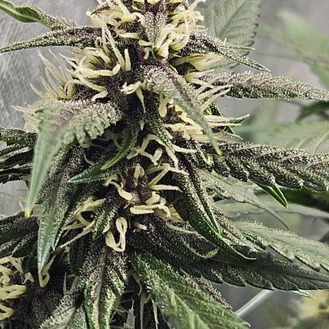 Purple Lemonade Autos growlog timeline photo