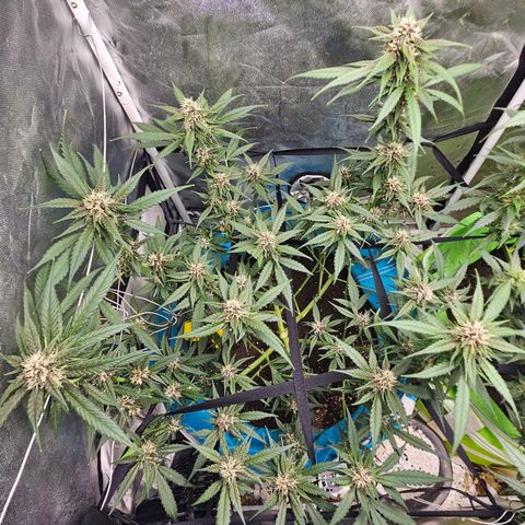 Purple Lemonade Autos growlog timeline photo