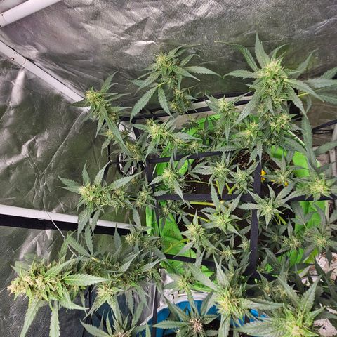 Purple Lemonade Autos growlog timeline photo