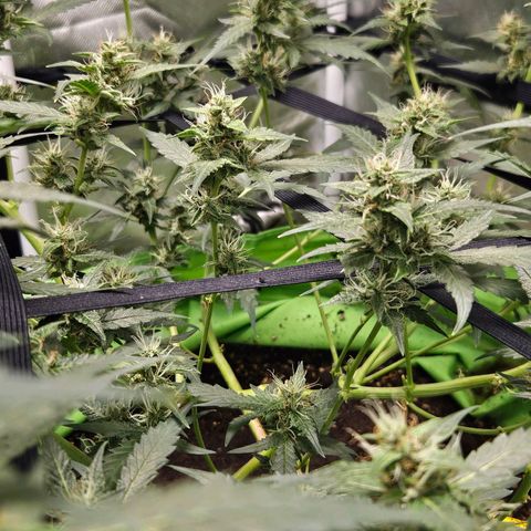 Purple Lemonade Autos growlog timeline photo