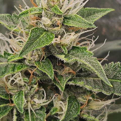 Purple Lemonade Autos growlog timeline photo