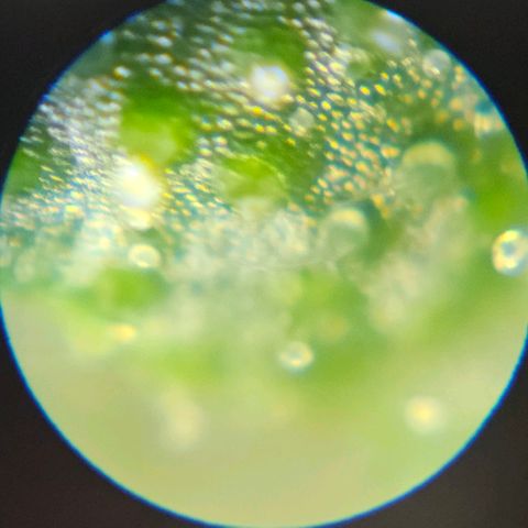 Purple Lemonade Autos growlog timeline photo
