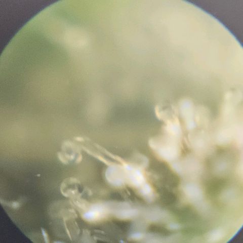 Purple Lemonade Autos growlog timeline photo