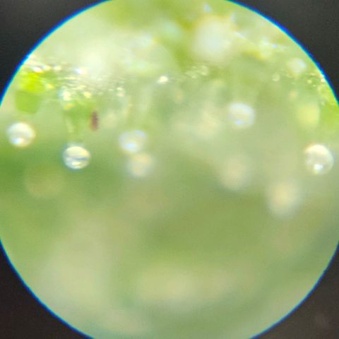 Purple Lemonade Autos growlog timeline photo