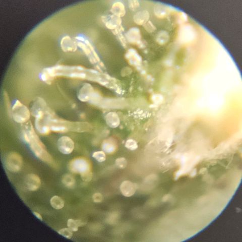 Purple Lemonade Autos growlog timeline photo