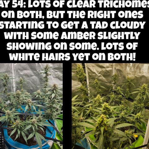 Purple Lemonade Autos growlog timeline photo