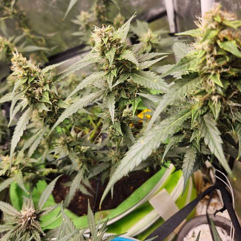 Purple Lemonade Autos growlog timeline photo