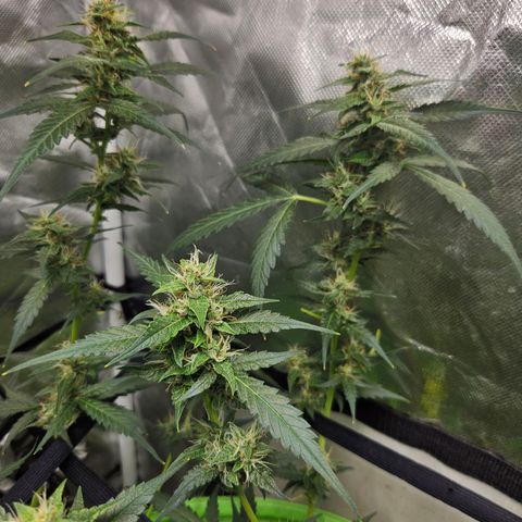 Purple Lemonade Autos growlog timeline photo