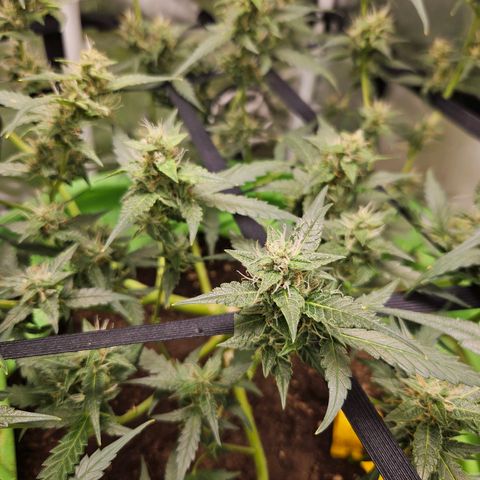 Purple Lemonade Autos growlog timeline photo