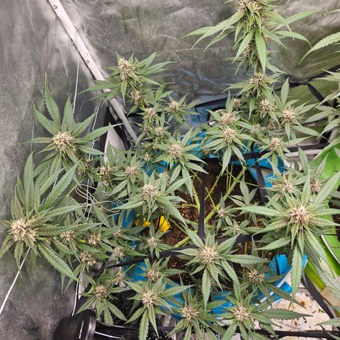 Purple Lemonade Autos growlog timeline photo