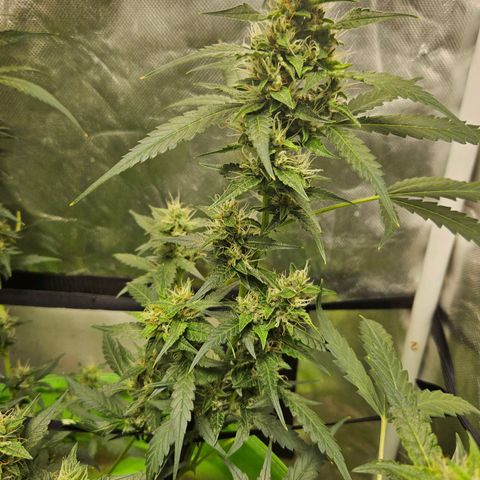 Purple Lemonade Autos growlog timeline photo