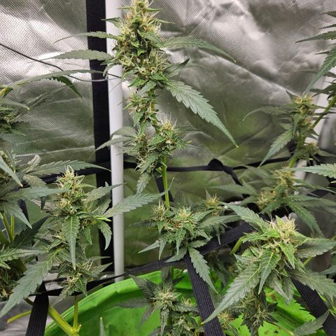 Purple Lemonade Autos growlog timeline photo
