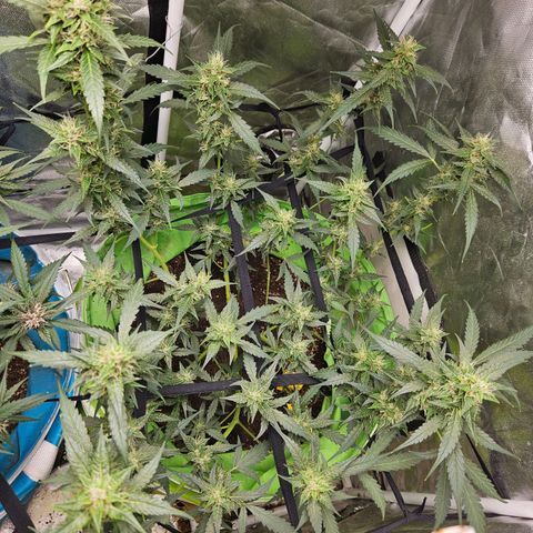 Purple Lemonade Autos growlog timeline photo