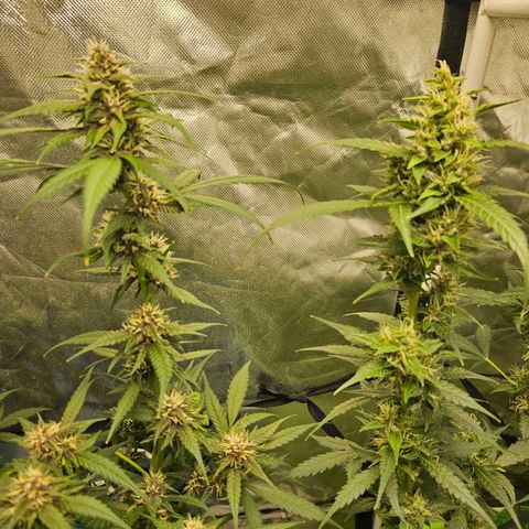 Purple Lemonade Autos growlog timeline photo