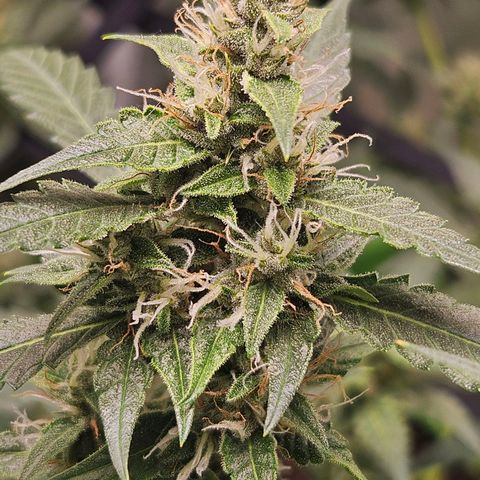 Purple Lemonade Autos growlog timeline photo