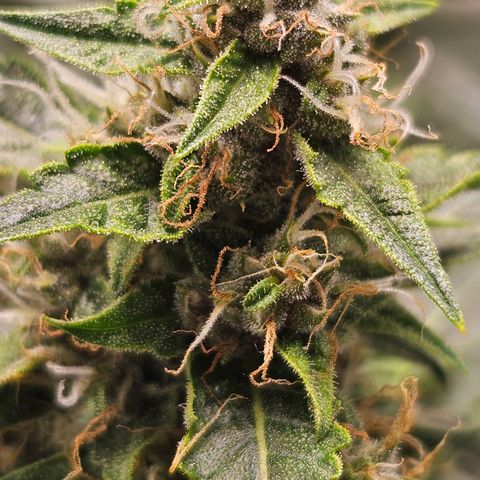 Purple Lemonade Autos growlog timeline photo