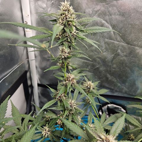 Purple Lemonade Autos growlog timeline photo