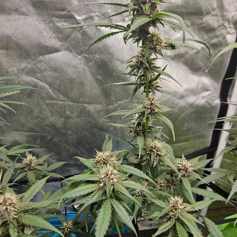 Purple Lemonade Autos growlog timeline photo