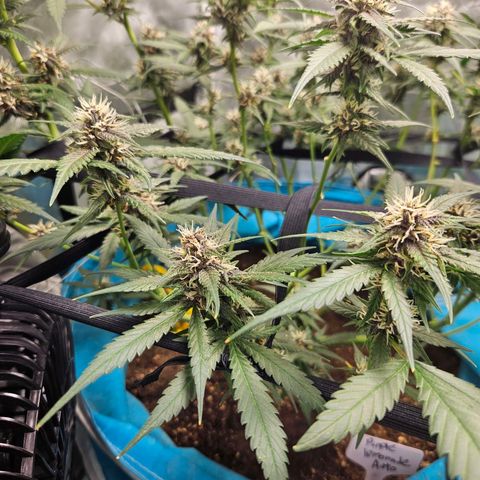 Purple Lemonade Autos growlog timeline photo