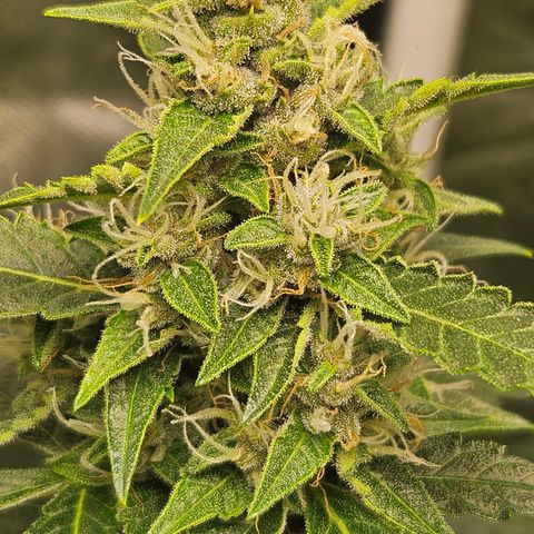Purple Lemonade Autos growlog timeline photo