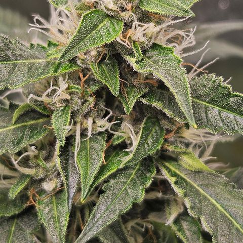 Purple Lemonade Autos growlog timeline photo