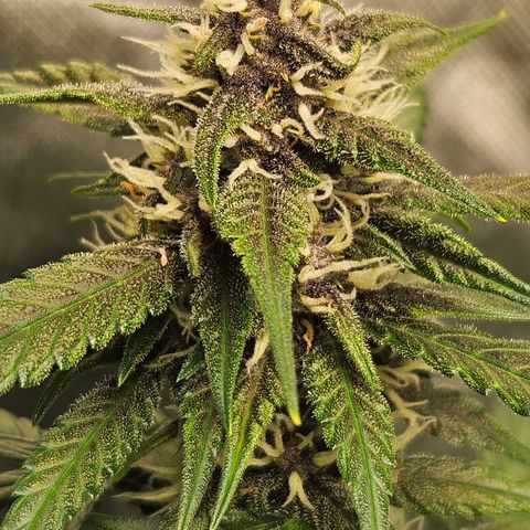 Purple Lemonade Autos growlog timeline photo
