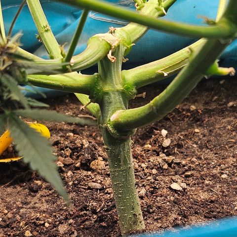 Purple Lemonade Autos growlog timeline photo