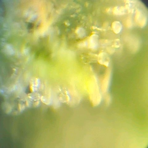 Purple Lemonade Autos growlog timeline photo