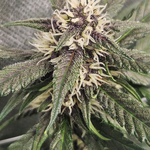 Purple Lemonade Autos growlog timeline photo