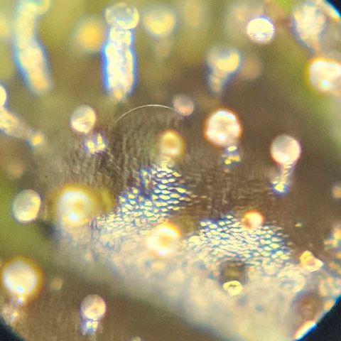 Purple Lemonade Autos growlog timeline photo