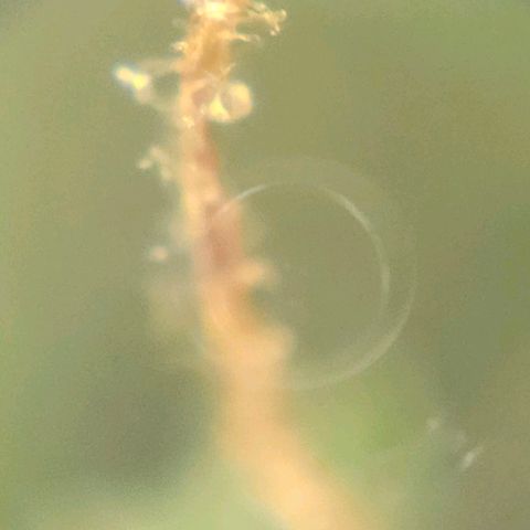 Purple Lemonade Autos growlog timeline photo