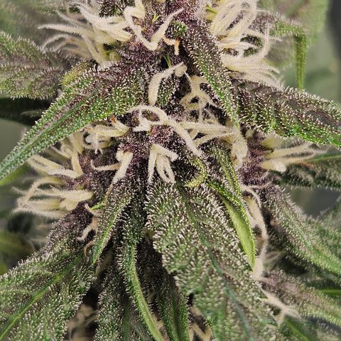Purple Lemonade Autos growlog timeline photo