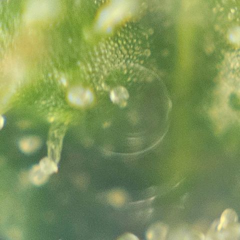Purple Lemonade Autos growlog timeline photo