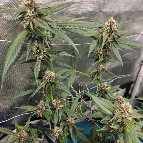 Purple Lemonade Autos growlog timeline photo