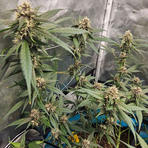Purple Lemonade Autos growlog timeline photo