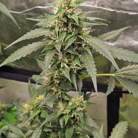 Purple Lemonade Autos growlog timeline photo