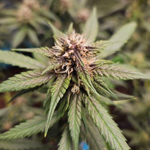 Purple Lemonade Autos growlog timeline photo