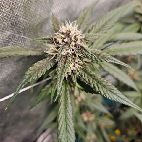 Purple Lemonade Autos growlog timeline photo