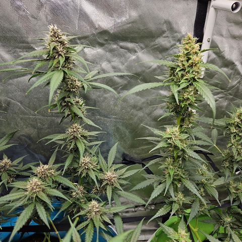 Purple Lemonade Autos growlog timeline photo