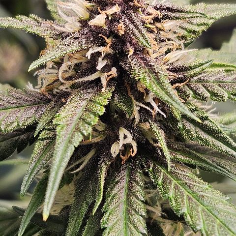 Purple Lemonade Autos growlog timeline photo